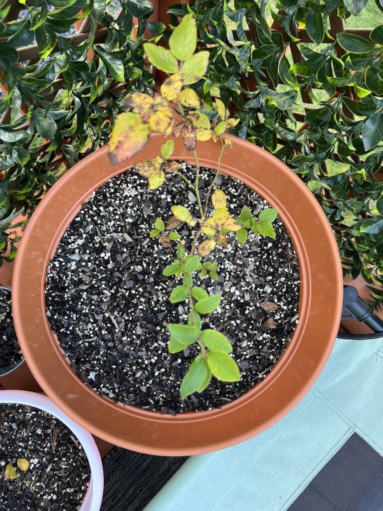Need help/tips with blueberries - Zone 7a