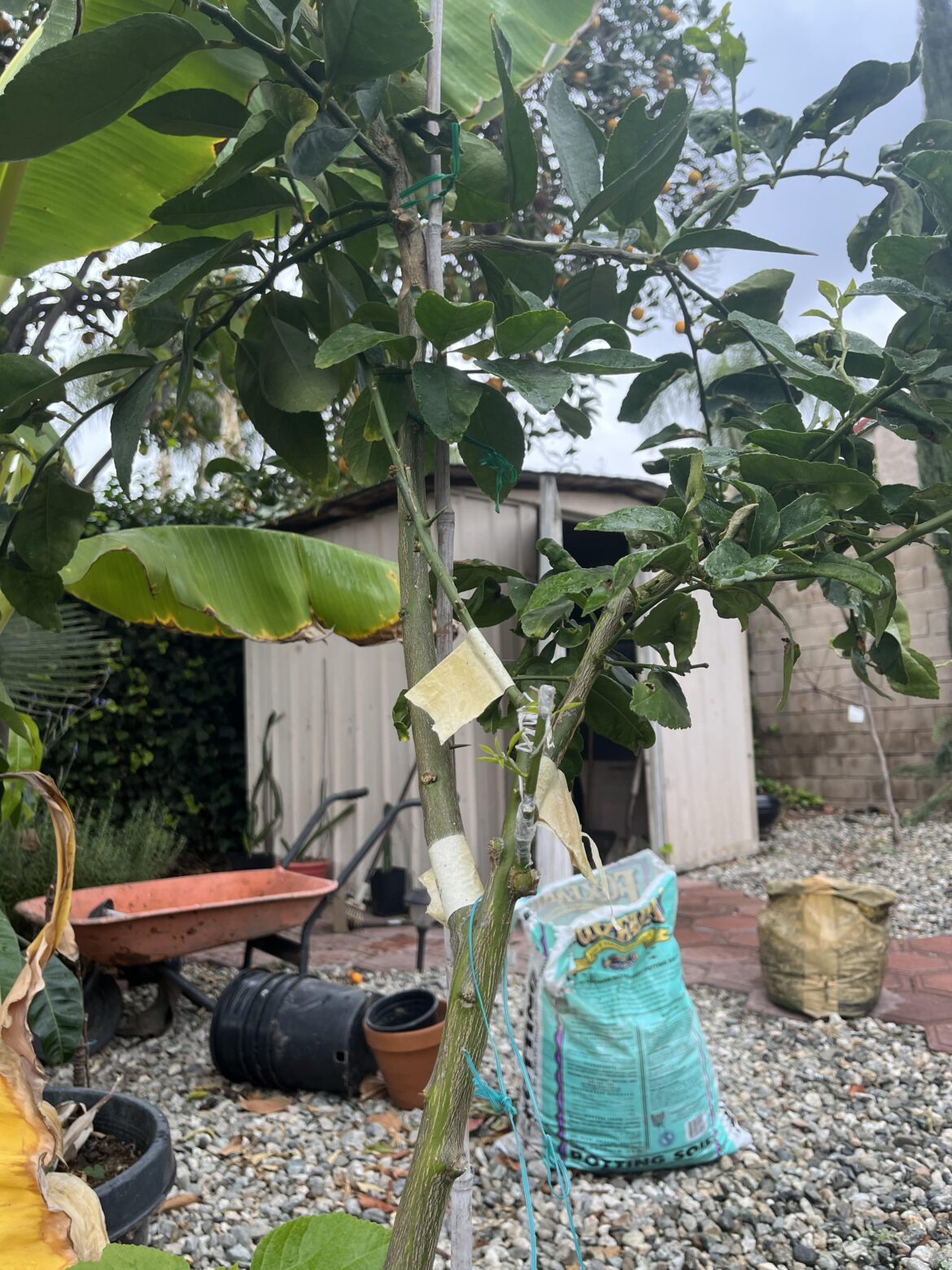 Citrus cocktail tree success