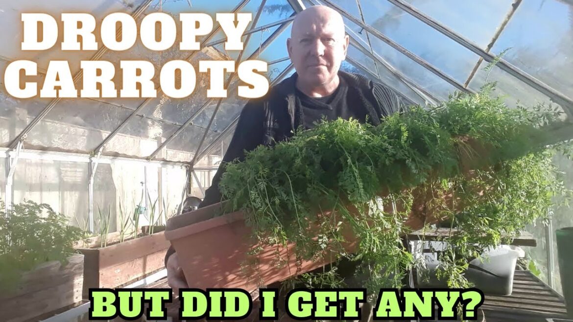 Droopy Carrots [Gardening Allotment UK] [Grow Vegetables At Home ]