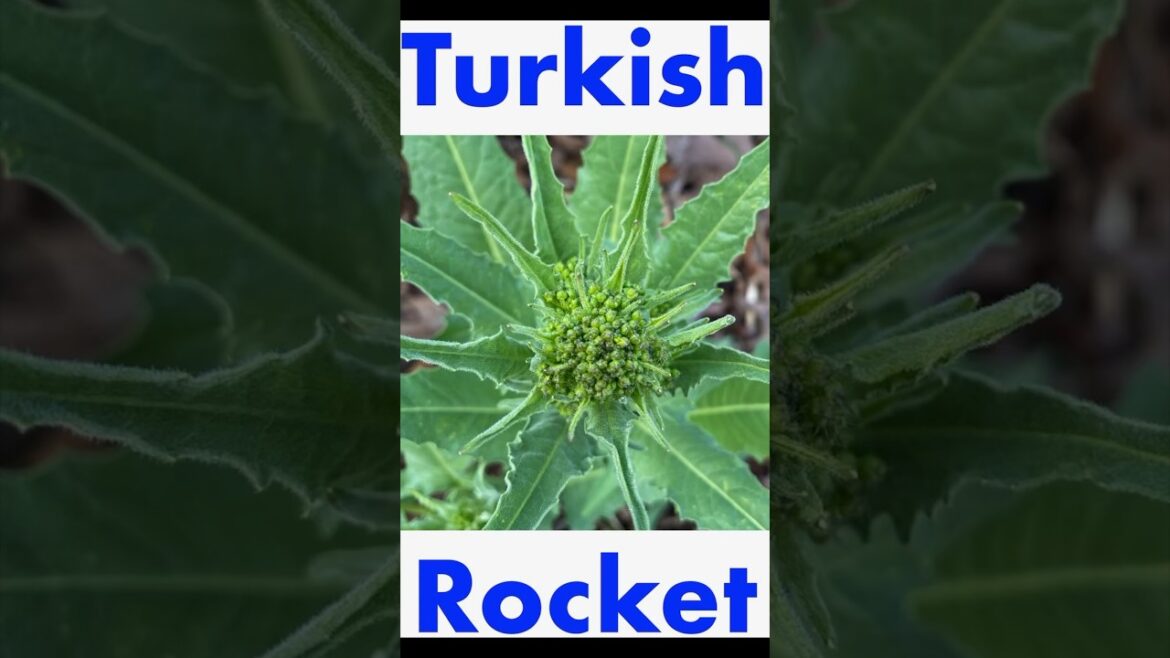 Turkish Rocket a Broccoli Substitute #shorts