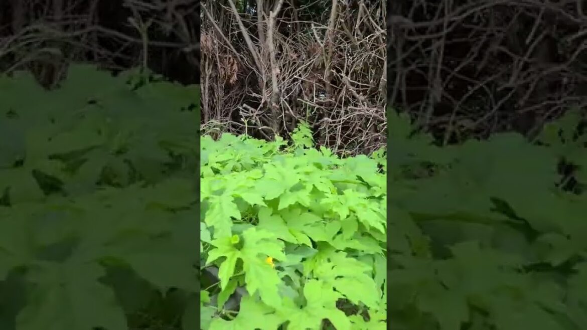 Backyard garden July 22 2022. Bitter melon