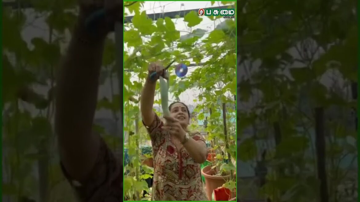 Seetha's terrace garden vegetables Harvest  | #gardening | #pasumaivikatan