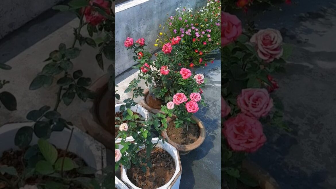 rose plants in summer | #rose #flowers #gardening #shorts