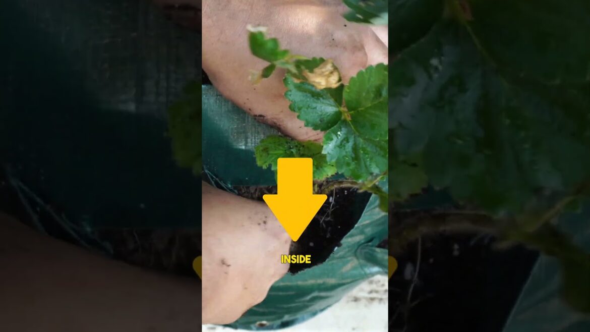 Strawberries in Grow Bags! 🍓🌱 #Shorts