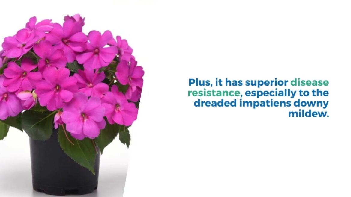 All-America Selections Flowers & Vegetables: Impatiens Solarscape ® XL Pink Jewel F1 Impatiens Solarscape ® XL Pink Jewel F1