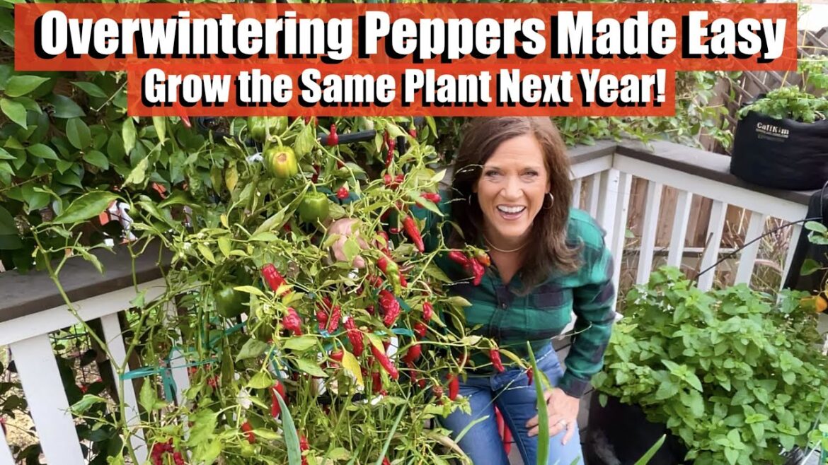 Overwintering Peppers Made Easy-Grow the Same Pepper Plant Next Year!