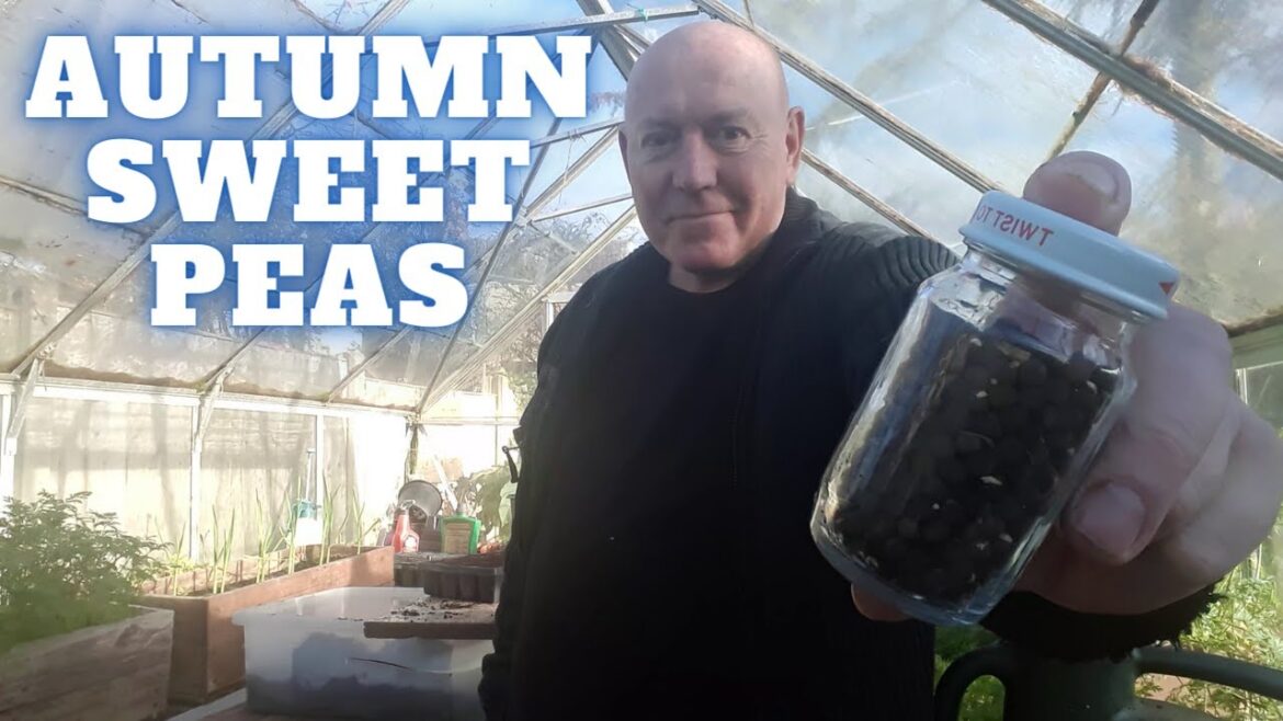 Grow Autumn Sweet Peas [Gardening Allotment UK] [Grow Vegetables At Home ]