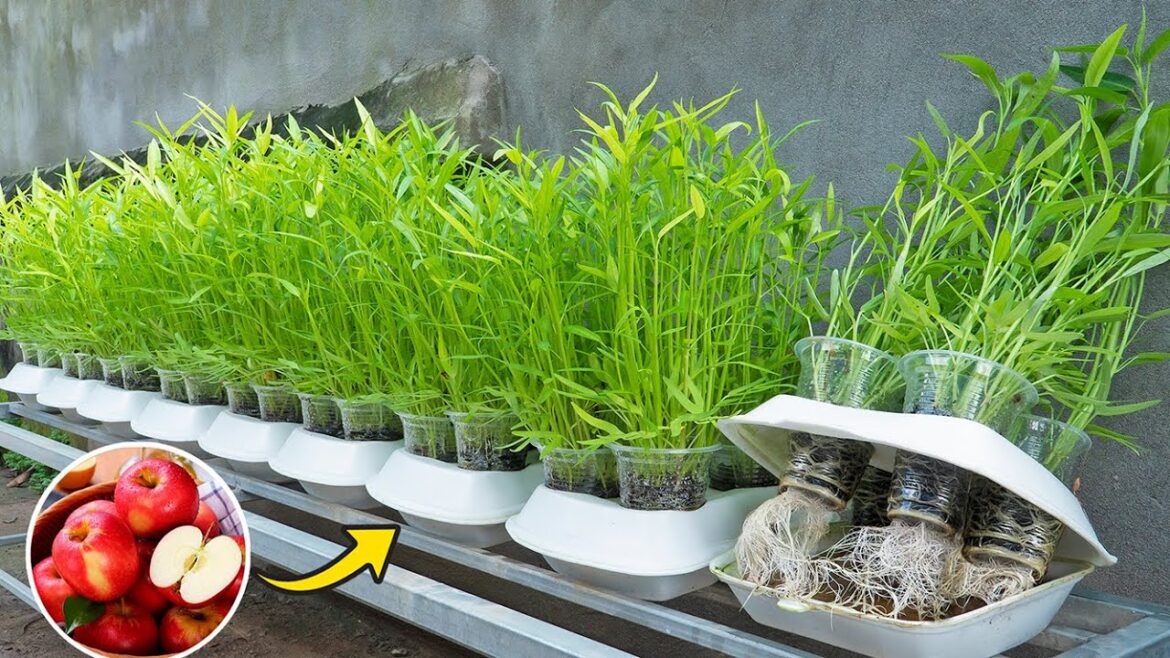 Method of growing water spinach in Styrofoam containers with apple peels, harvesting water spinach Method of growing water spinach in Styrofoam containers with apple peels, harvesting water spinach