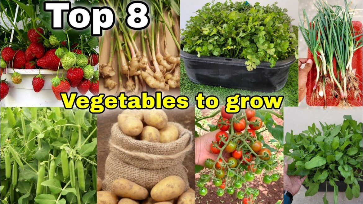 Top 8 vegetables we can grow at home / Garden || The one page [English cc]