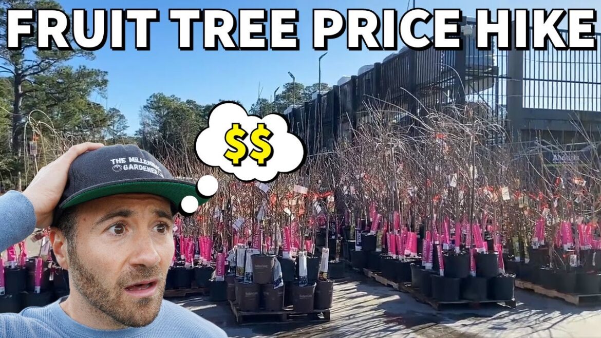 Fruit Tree Prices Just DOUBLED! Here’s What You Need To Know Fruit Tree Prices Just DOUBLED! Here's What You Need To Know