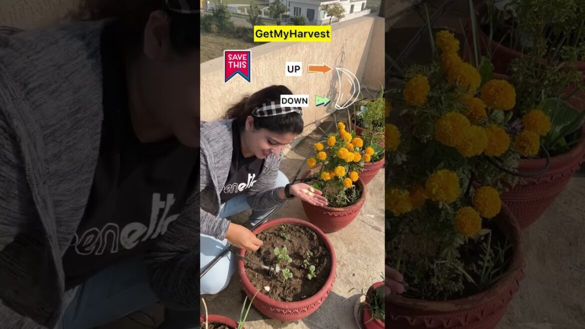 🧄How to grow Garlic ||  Lahsun Kaise Ugayein🧄 || #shorts