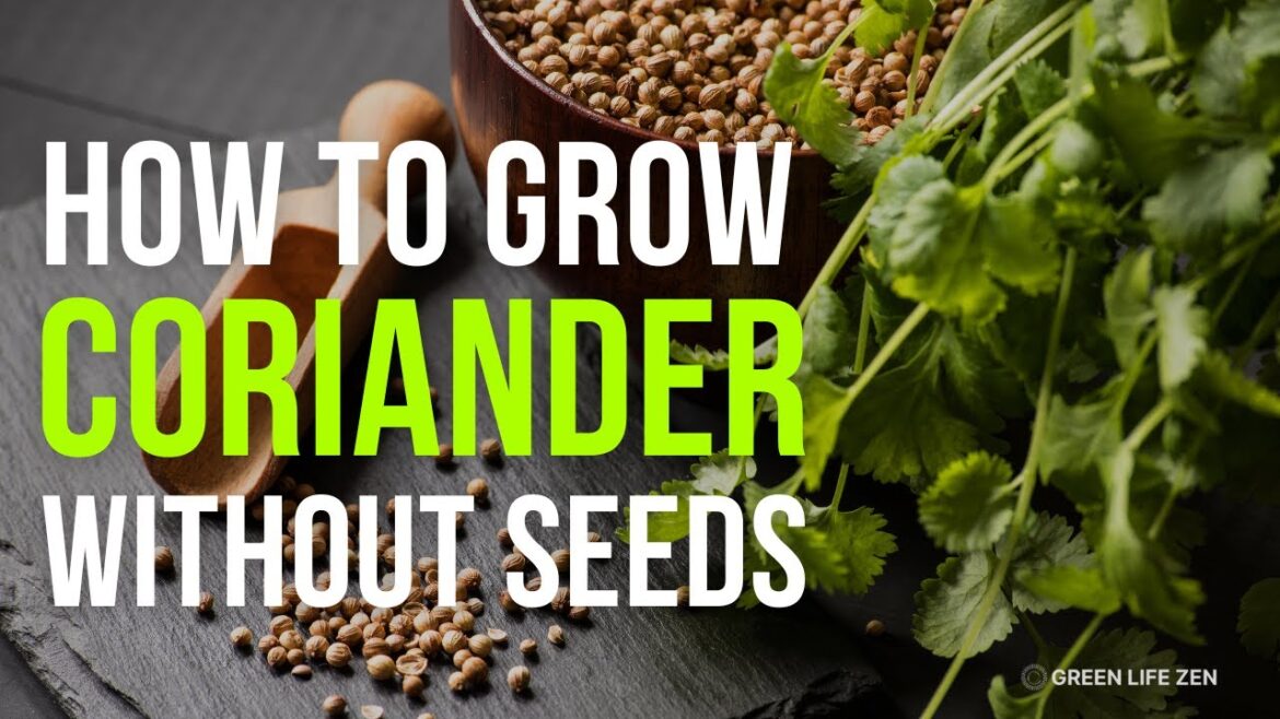 10 Tips to Grow Coriander at Home Without Seeds