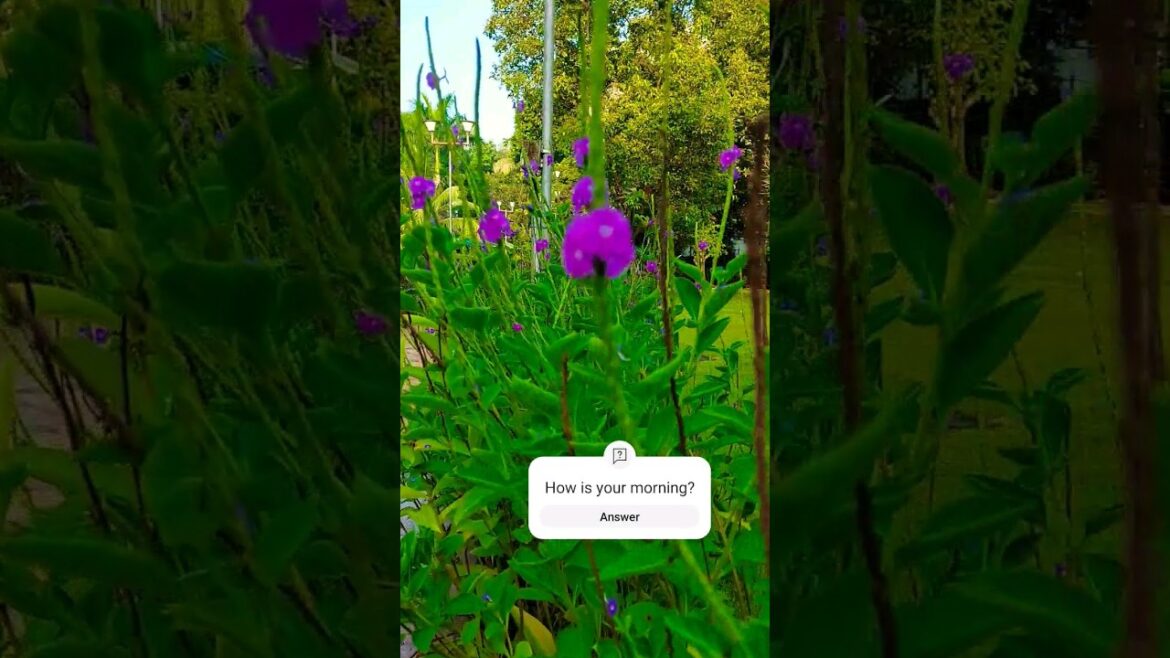 sunrise in garden valley of flowers morning vibes western suburbs geetanjali garden borivali west sunrise in garden valley of flowers morning vibes western suburbs geetanjali garden borivali west