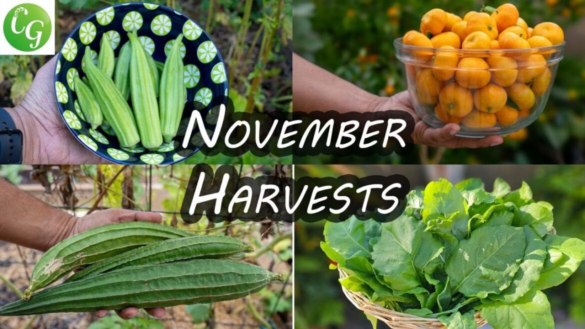 November's Garden Glory in California: Harvest & Tour! 🌱🍂