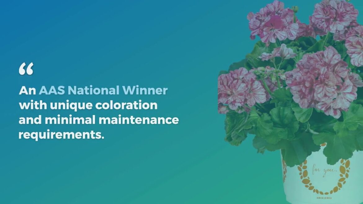 All-America Selections Flowers & Vegetables: Geranium Big EZEE Pink Batik Geranium Big EZEE Pink Batik