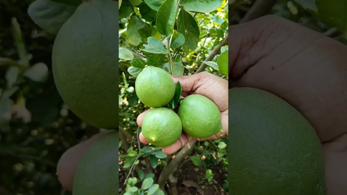 lemons of my garden #shorts