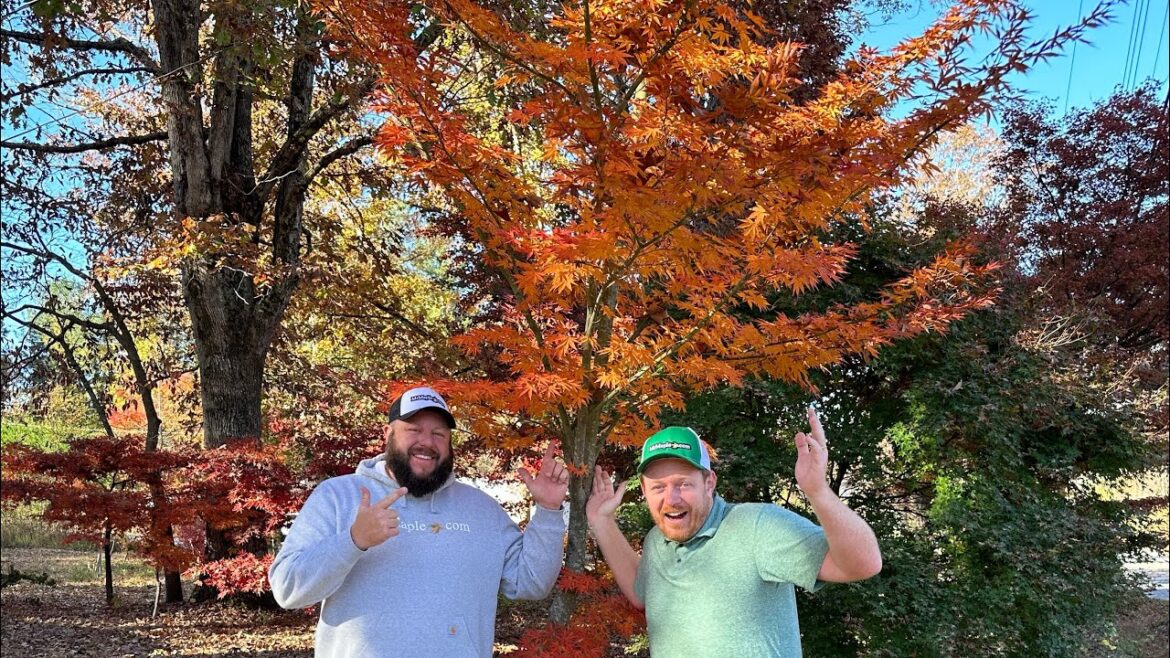 Acer Pubipalmatum Rare Chinese Maple in Amazing Fall Colors!