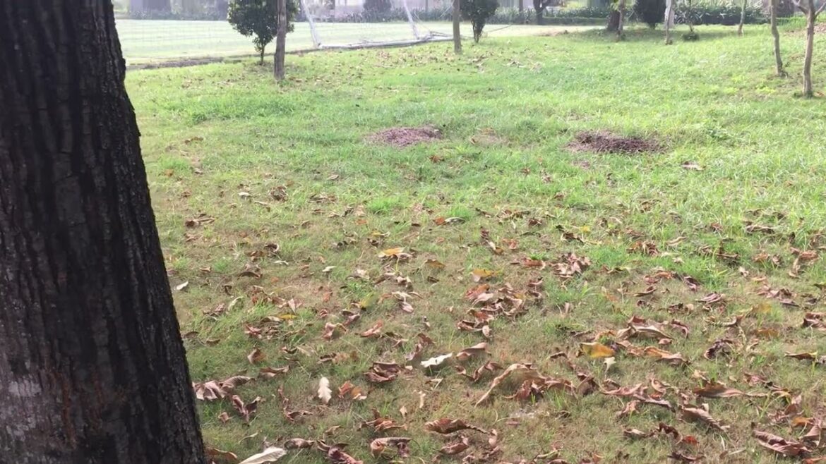 Winter Gardening Tips: Caring for Your Plants in the Cold