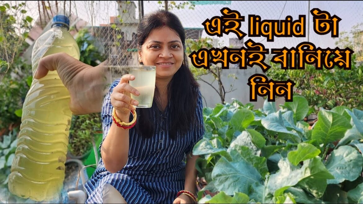 নভেম্বরের শুরুতে সবজি বাগানে কি কি গাছ বসলাম আর কি পরিচর্যা করছি । Winter Vegetable garden tips।