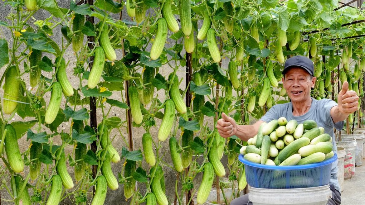 Tips Growing Cucumbers Most Effectively, Lots Of Fruit And No Need For Care