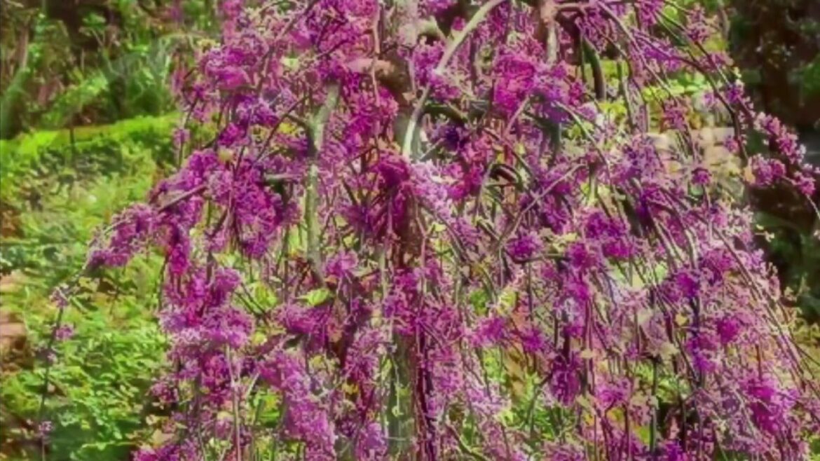 My Top 10 Trees for Small Spaces, Best Small Trees, Get Gardening My Top 10 Trees for Small Spaces, Best Small Trees, Get Gardening
