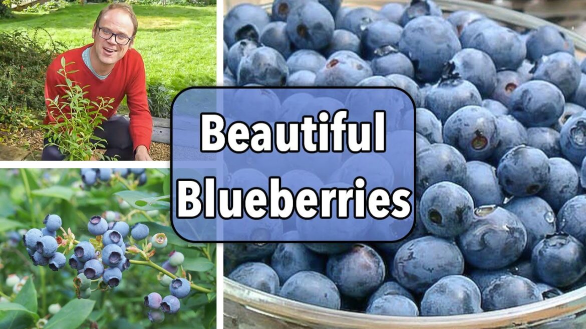 Growing Blueberries From Planting to Harvest Growing Blueberries From Planting to Harvest