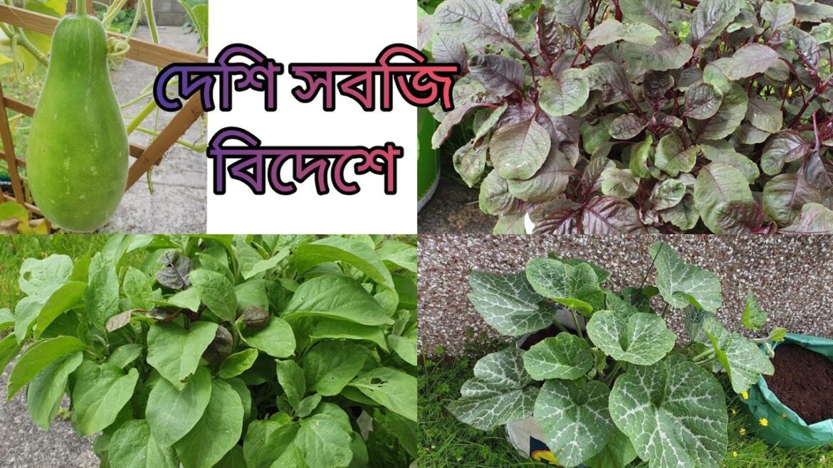 দেশি সবজি বিদেশে| My vegetable gardening | Bangladeshi vlogger | sumaia’s vlog দেশি সবজি বিদেশে| My vegetable gardening | Bangladeshi vlogger | sumaia's vlog
