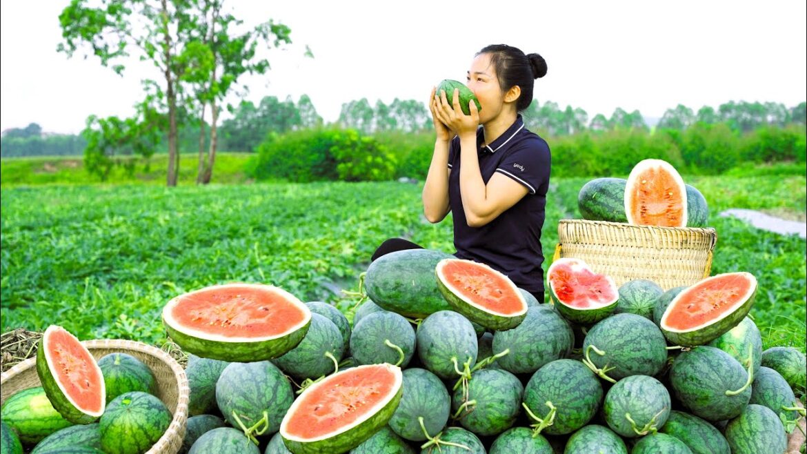 Harvest Fresh Watermelon Garden - Make Papaya Salad Go to the Market sell | Thanh Cool Harvesting