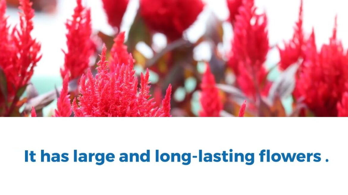 All-America Selections Flowers & Vegetables: Celosia Burning Embers Celosia Burning Embers