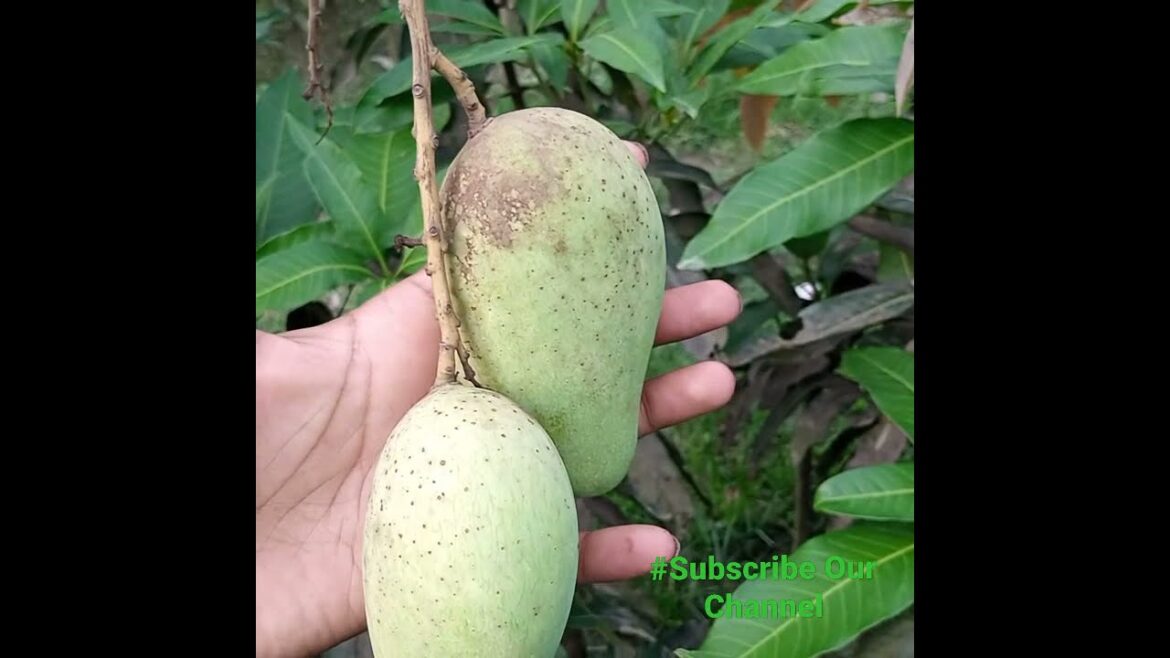 Harvest All-Year |সারাবছর ধরবে। garden mango fruits gardener