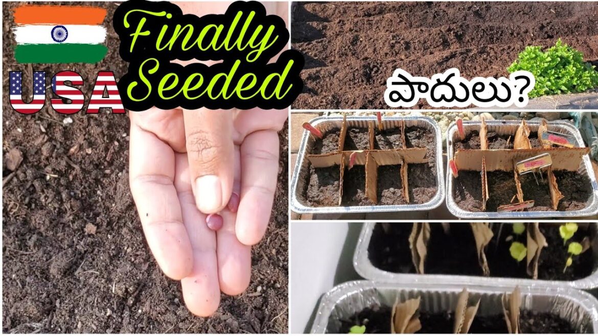 Telugu Vlogs From USA | మా Vegetable Garden 2021 update | USA Telugu Vlogs | Telugu Vlogs From USA | మా Vegetable Garden 2021 update | USA Telugu Vlogs |
