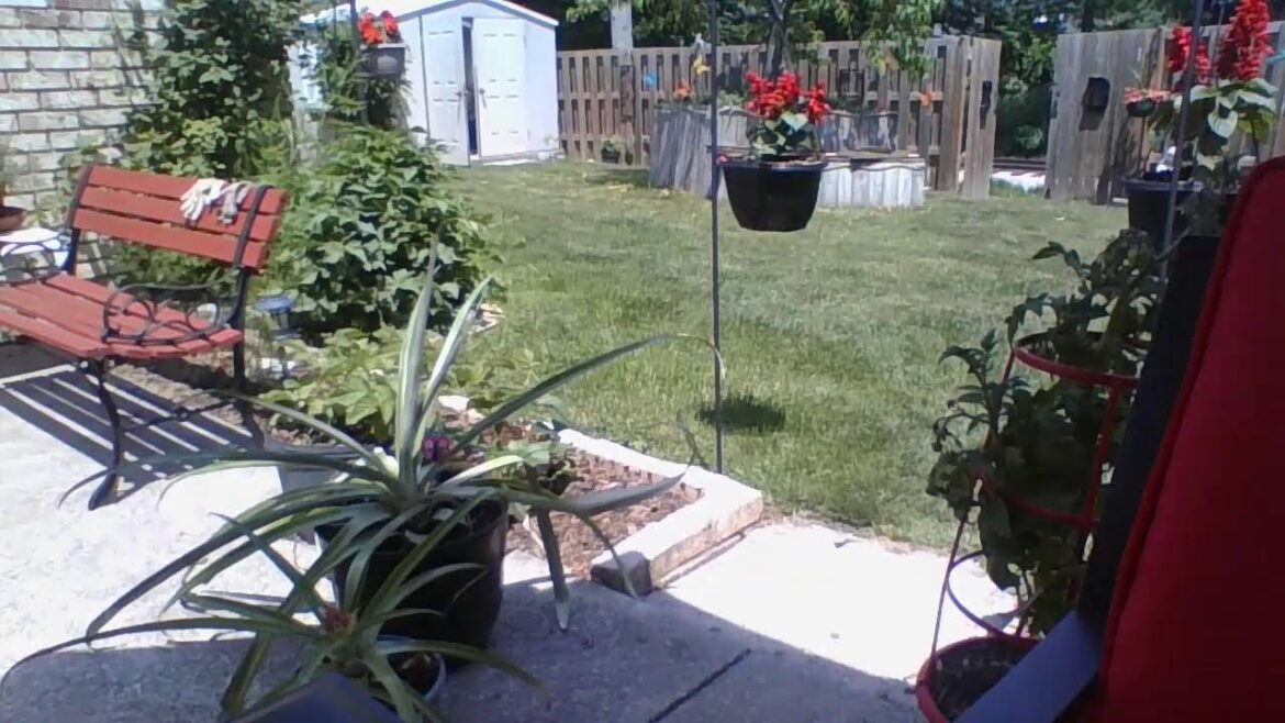 Mrs Green Thumb-Backyard Garden Tour 2023