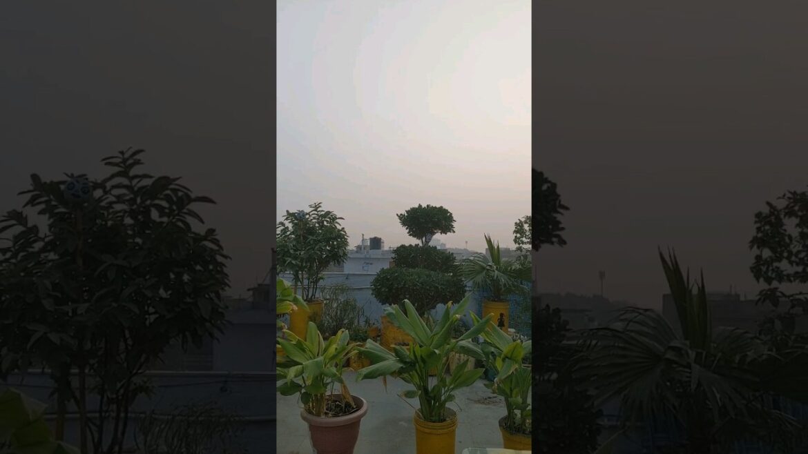 #Terrace Garden #short morning view#terrace gardening #chalo terrace chale #yt shorts