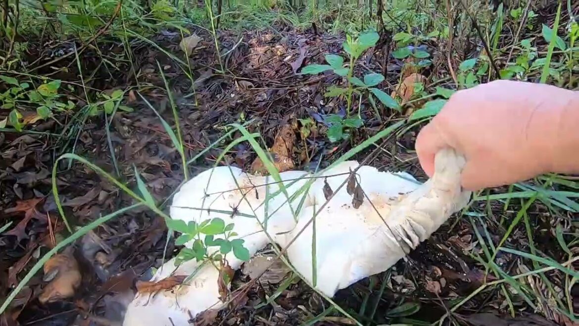 What Kind of Mushroom is this ?