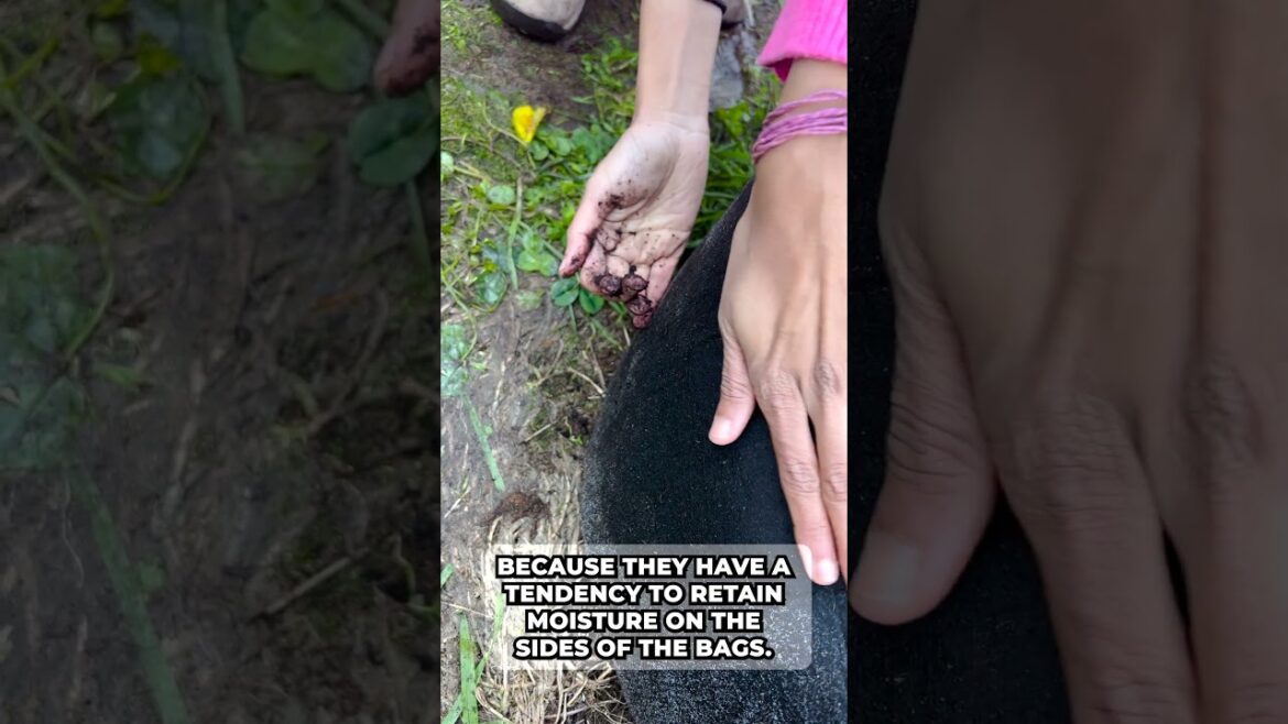 2 Things to Consider When Growing in Grow Bags