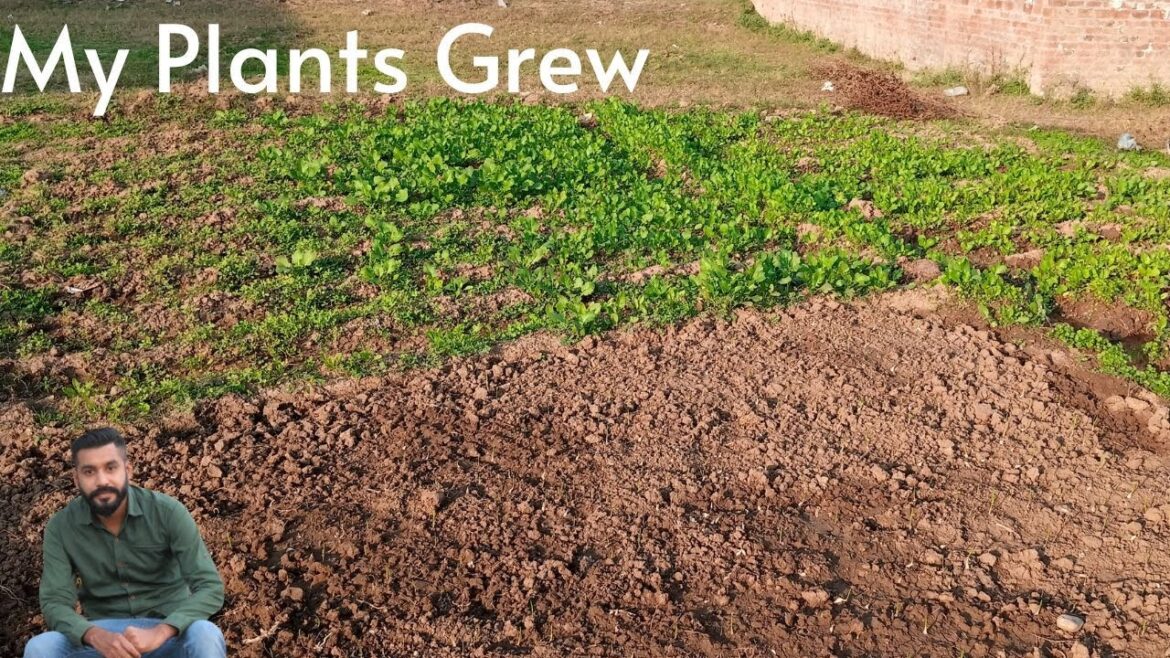 my plants grew my plants grew