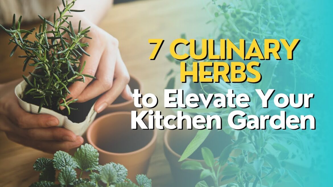 Top 7 Culinary Herbs to Elevate Your Kitchen Garden Top 7 Culinary Herbs to Elevate Your Kitchen Garden