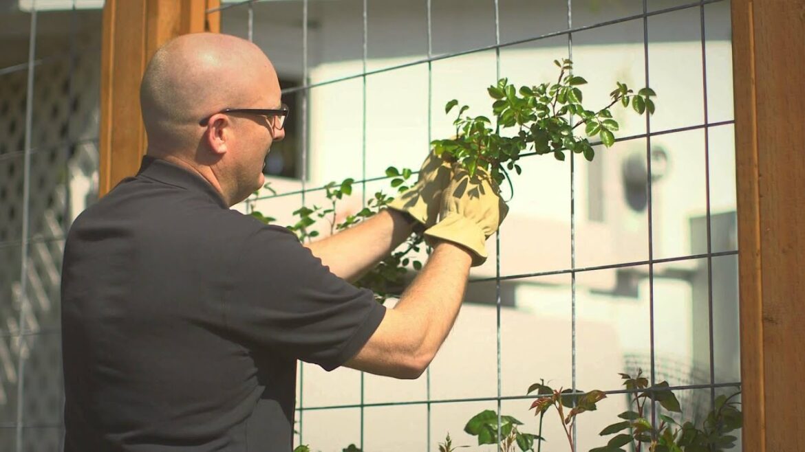 Planting and training your climbing rose Planting and training your climbing rose