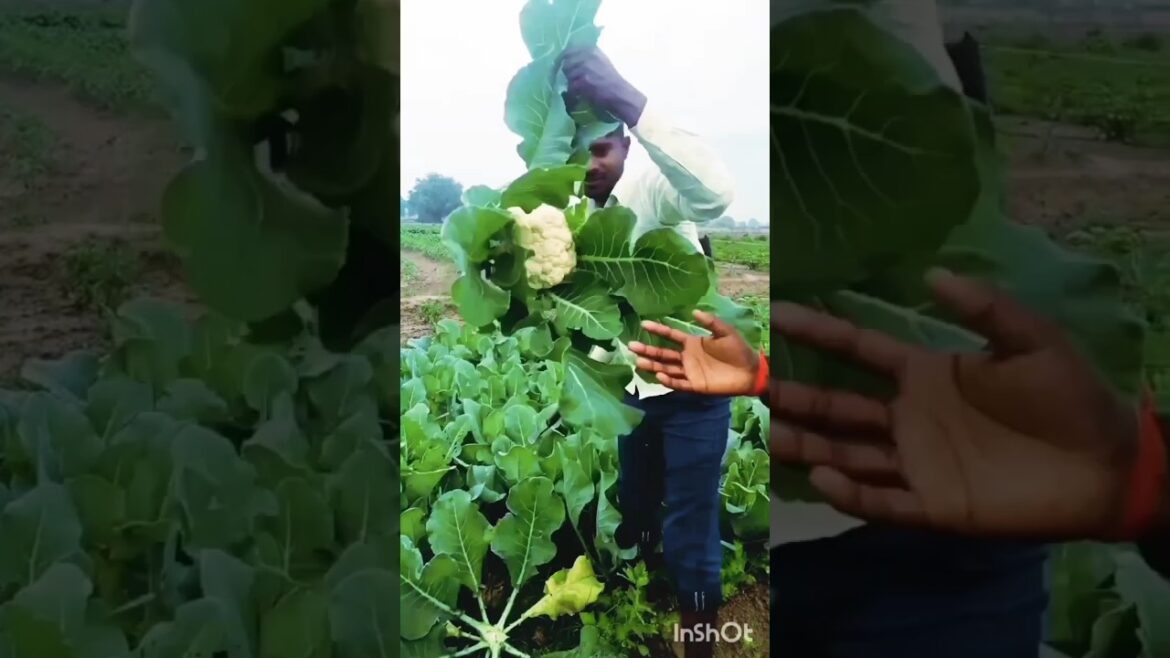 #vegetable #harvesting #farming #agriculture #nature #shorts