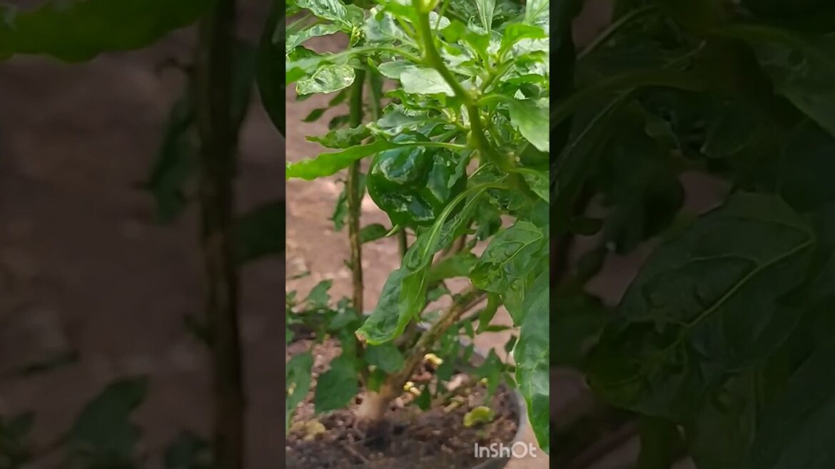 Growing hot peppers in container #shorts