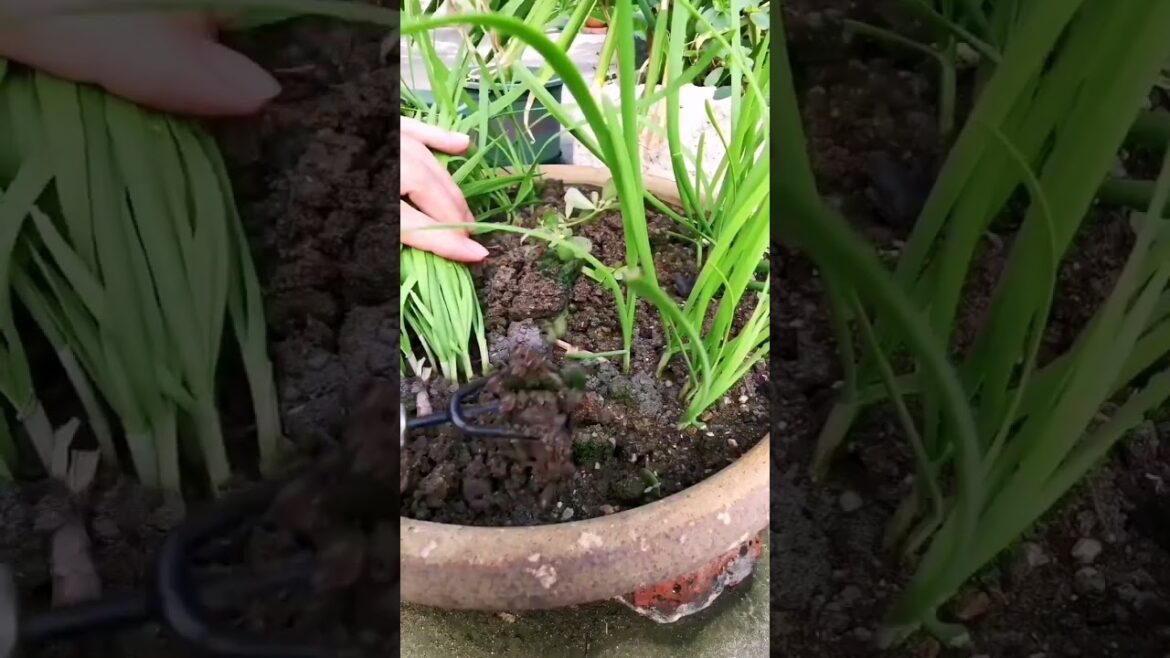 You Must Sow These Seeds in your gardening | tips to growing vegetables