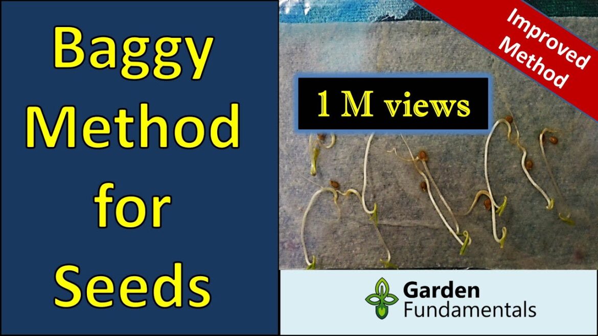 Improved paper towel and baggy method for germinating seeds (fast) Improved paper towel and baggy method for germinating seeds (fast)