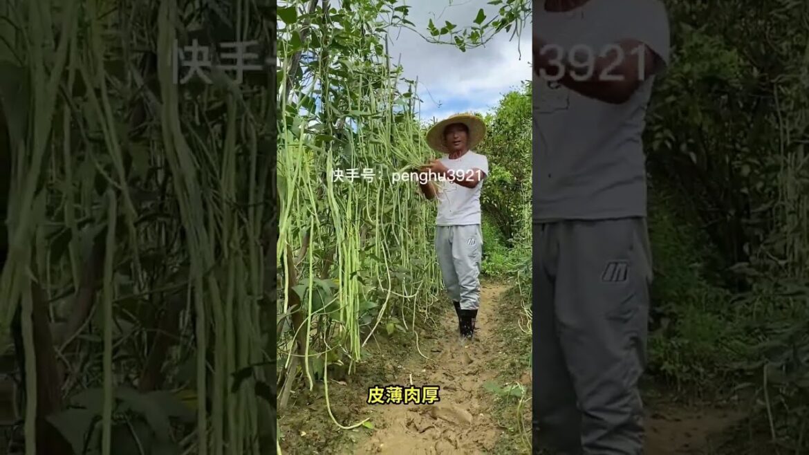 how to  gardening tips vlog at home/ happiness life #gardentips #short