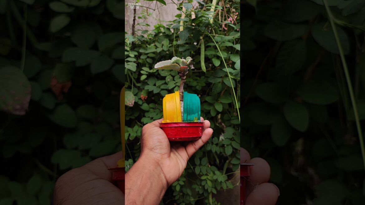 Reusing waste Ice-cream containers to prepare a D.I.Y. PLANTER and propagate succulent #shorts