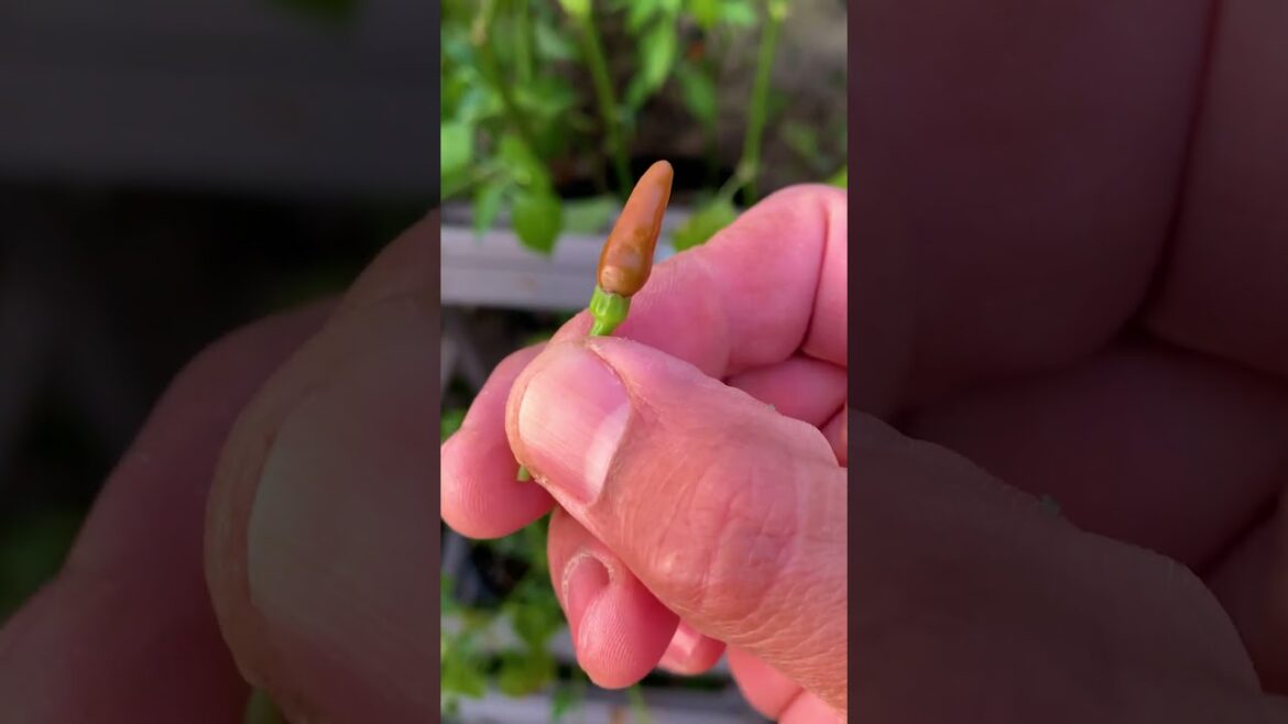 HOW LONG CAN PEPPERS LIVE?