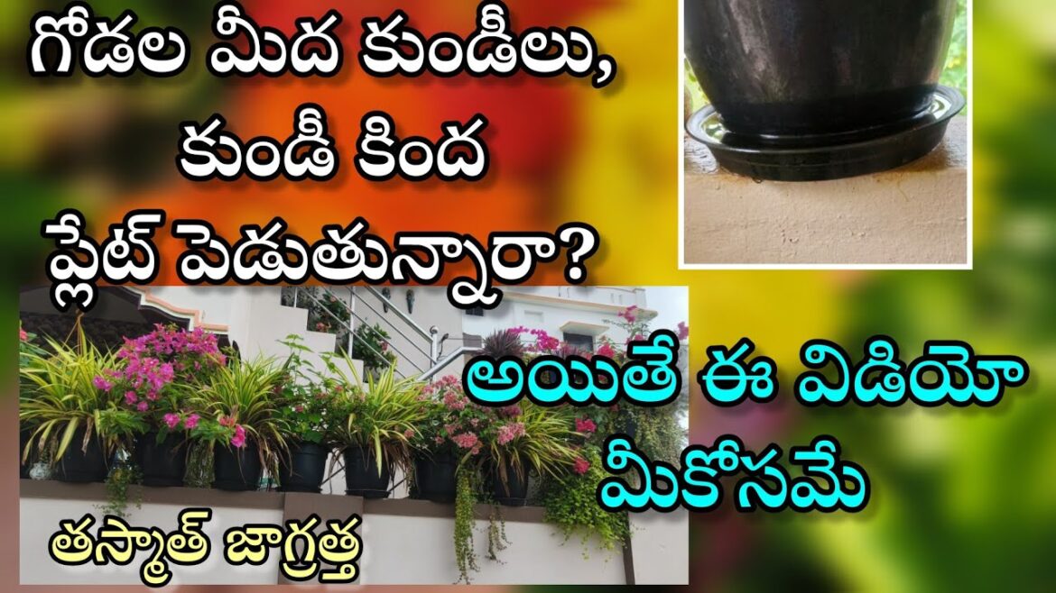 rainy season plants care | gardening tips for rainy season | rainy season plants care | gardening tips for rainy season |