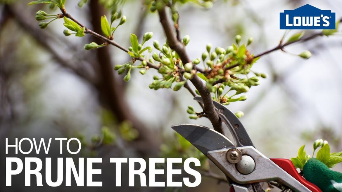 How to Prune Trees How to Prune Trees