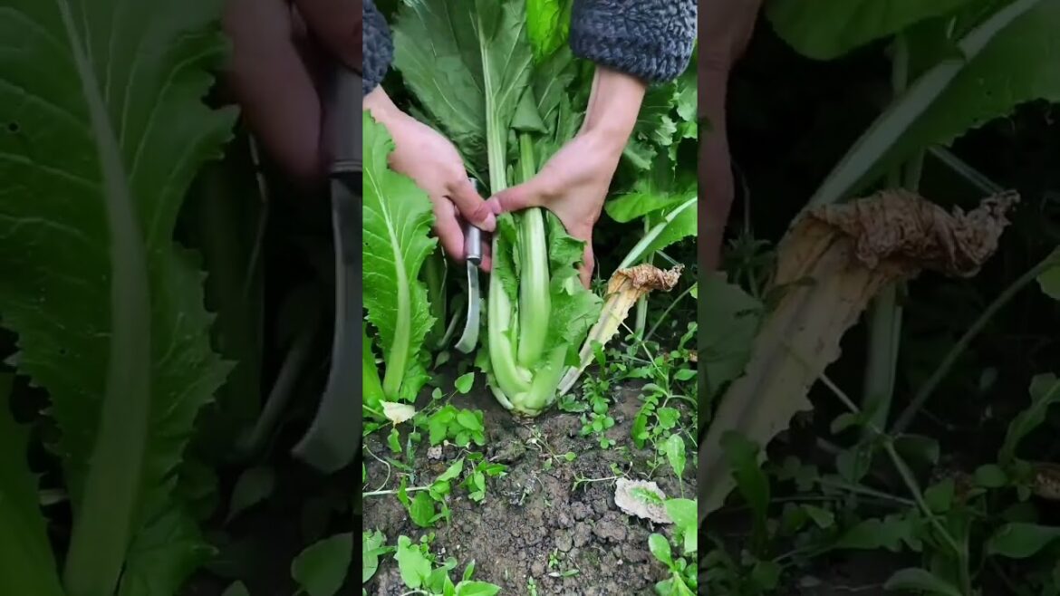 I growing garden and vegetable by MeiMei #shorts #garden #vegetable I growing garden and vegetable by MeiMei #shorts #garden #vegetable