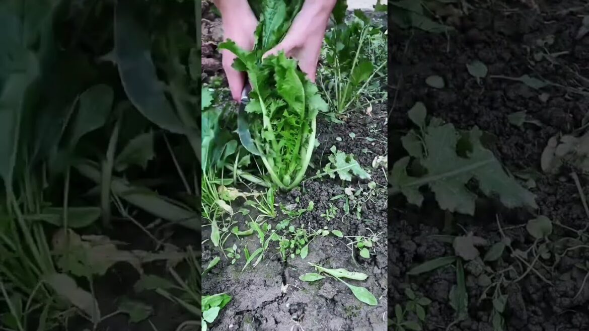 I growing garden and vegetable by MeiMei #shorts #garden #vegetable I growing garden and vegetable by MeiMei #shorts #garden #vegetable