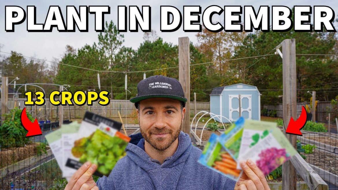 13 Veggies You Can Plant In December NOW For A Beautiful Winter Garden 13 Veggies You Can Plant In December NOW For A Beautiful Winter Garden